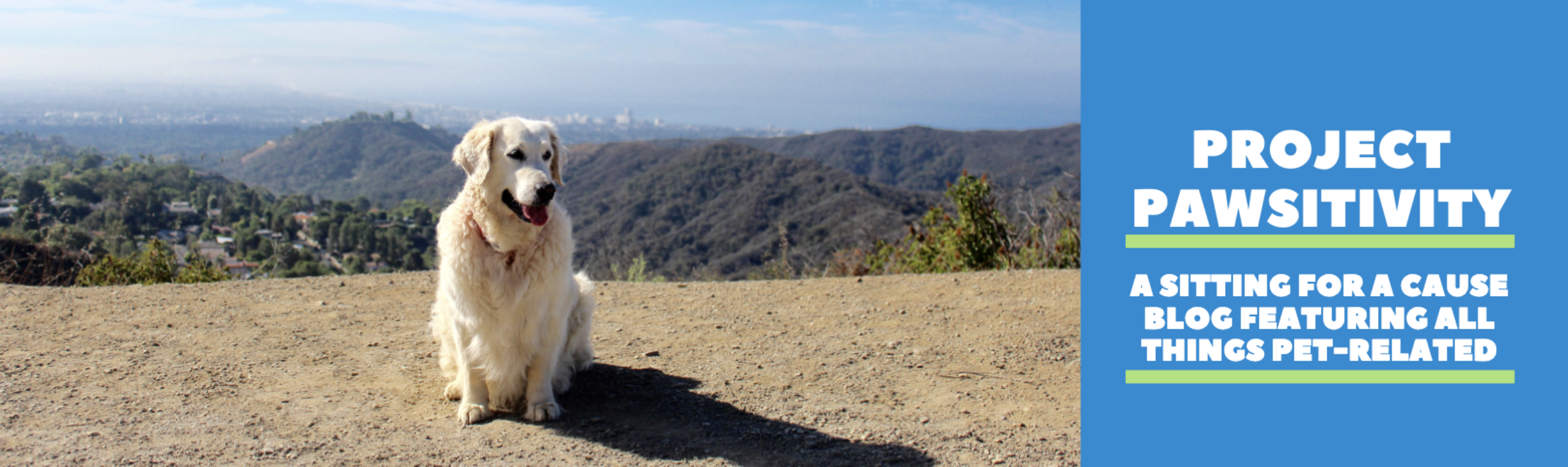 10 Dog-Friendly Stores Where You Can Take Your Pup on the Ultimate Shopping  Spree